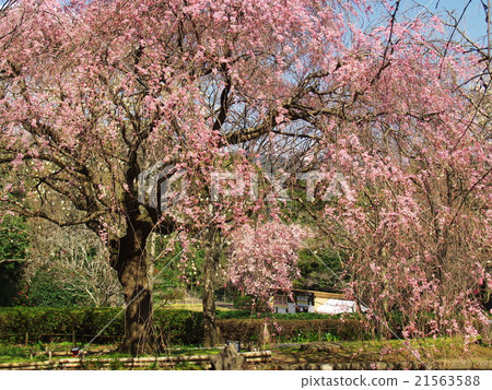 在Arai Jojo公園垂枝櫻花 21563588