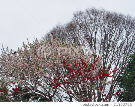 Red and white cherry-blossom mountain mountain forever immovable 21563796