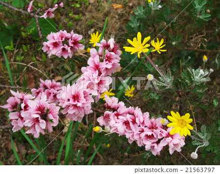 Momentary Immovable Peach Flower Izusan Momentary Immovable Peach Flower Izusan 21563797