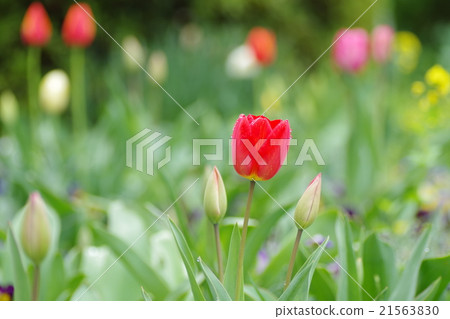 Tulip 21563830