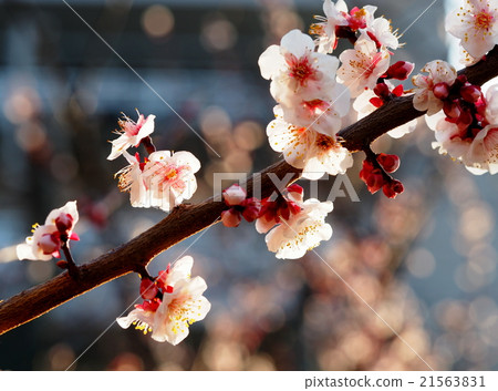 Bungo Plum Bungo Plum 21563831