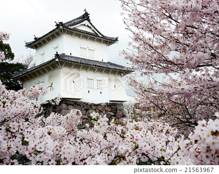 Sakura Sakura 21563967