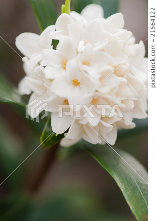 下沉的花#00005 下沉的花#00005 21564122