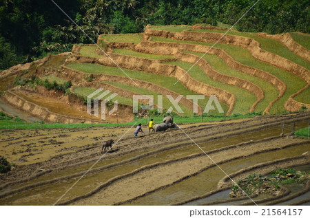 People of the Mong till cultivating rice terraces with Vietnamese sapa buffalo People of the Mong till cultivating rice terraces with Vietnamese sapa buffalo 21564157
