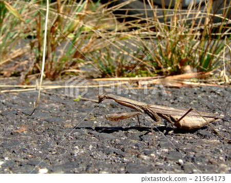 Kokamakamakiri(2015年10月秋季岐阜縣伊那市) Kokamakamakiri(2015年10月秋季岐阜縣伊那市) 21564173