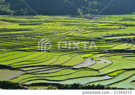 Vietnamese Sapa Beautiful rice paddy rice planting people of the Mong people Vietnamese Sapa Beautiful rice paddy rice planting people of the Mong people 21564253