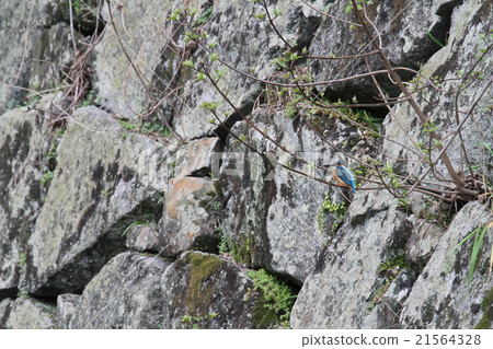 Jade perching on a branch of the ramparts 21564328
