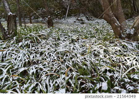 白雪皚皚的植物 白雪皚皚的植物 21564349