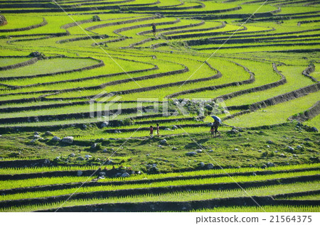 Vietnamese Sapa Walking in a beautiful terraced rice paddy parent and child of Mong 21564375