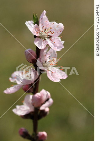 It seems there are various varieties such as natural plant peach, edible and ornamental It seems there are various varieties such as natural plant peach, edible and ornamental 21564441