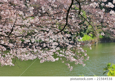 Chidorigafuchi的櫻花 21564538