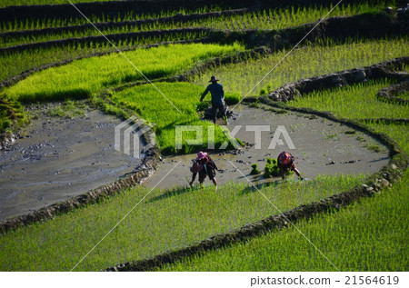 Vietnamese Sapa Beautiful rice paddy rice planting people of the Mong people 21564619