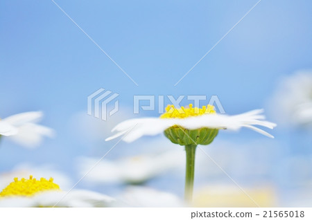 Margaret floating in the blue sky 21565018