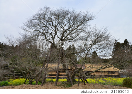 Sakura Fumaoka in the hutsushima - flowering soon Sakura Fumaoka in the hutsushima - flowering soon 21565043