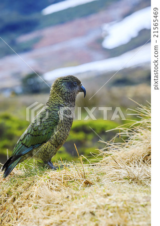 close up of kea birds new zealand 21565469