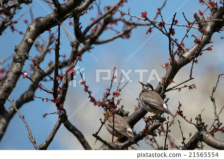 Mukudori stopping on apricot tree Mukudori stopping on apricot tree 21565554