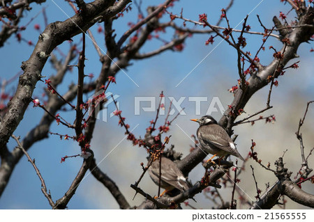 Mukudori stopping on apricot tree Mukudori stopping on apricot tree 21565555