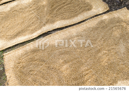 Rice seeds before sowing (Koshihikari) 1 Rice seeds before sowing (Koshihikari) 1 21565676