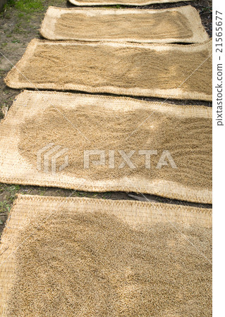 Rice seeds before sowing (Koshihikari) 2 Rice seeds before sowing (Koshihikari) 2 21565677