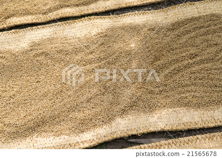 Rice seeds before sowing (Koshihikari) 3 Rice seeds before sowing (Koshihikari) 3 21565678