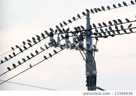 芥末停在電線上 21566036