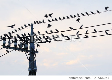 Mustard to stop on electric wire 21566037