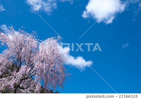 下落的櫻花和藍天 下落的櫻花和藍天 21566328