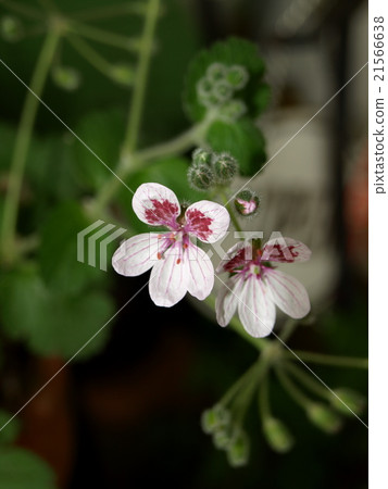 Erodium · Perragoni Forum 21566638