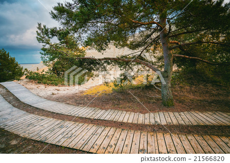 Two wooden pathways in park 21566820