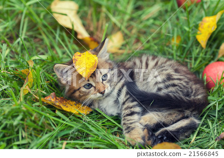 Kitten lying on the grass with fallen leaves Kitten lying on the grass with fallen leaves 21566845