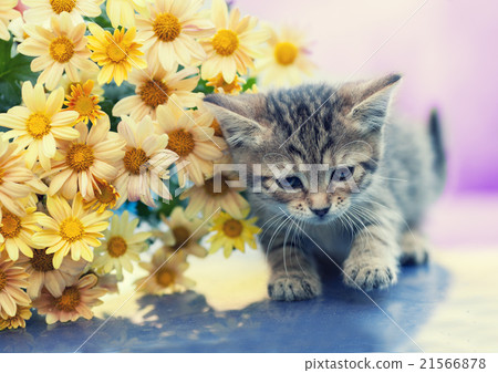 Portrait of the little kitten with flowers 21566878