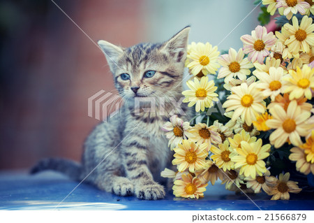 Portrait of the little kitten with flowers 21566879