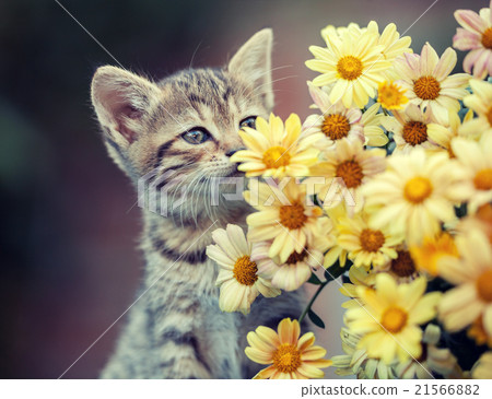 Cute little kitten sniffing yellow daisy flowers Cute little kitten sniffing yellow daisy flowers 21566882