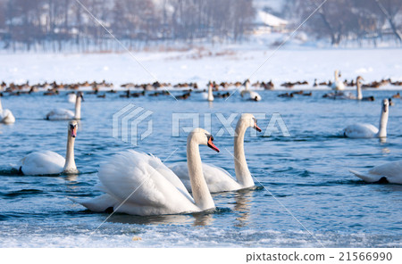Swans Swans 21566990