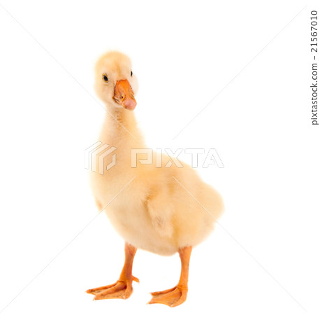 a young goose 21567010