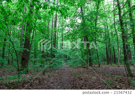 Green deciduous forest on a sunny day Green deciduous forest on a sunny day 21567432