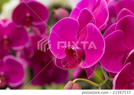 Purple orchid Purple orchid 21567537