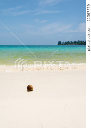 Cannemera棕櫚果·海灘(新喀裡多尼亞,Ile des pan) Cannemera棕櫚果·海灘(新喀裡多尼亞,Ile des pan) 21567759
