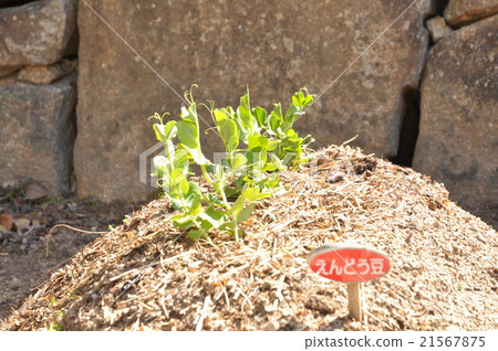 green pea green pea 21567875