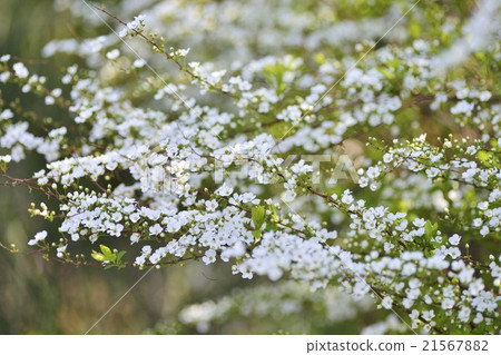 繡線 21567882