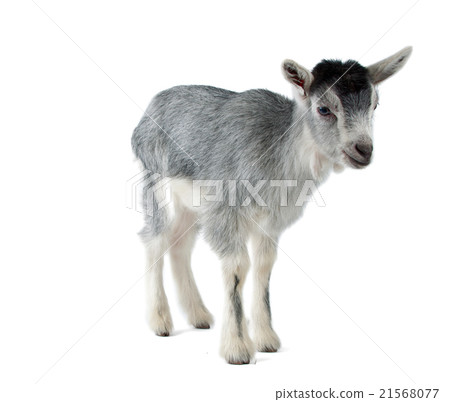 little goat isolated 21568077