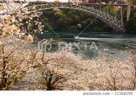櫻花和西海大橋 櫻花和西海大橋 21568200