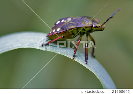 side of wild fly hemiptera  on a green leaf 21568645