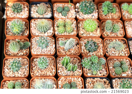 Variety of small beautiful cactus in the pot. 21569023