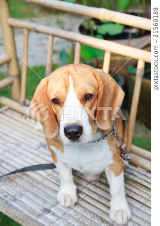 nice beagle dog boy looking nice beagle dog boy looking 21569189