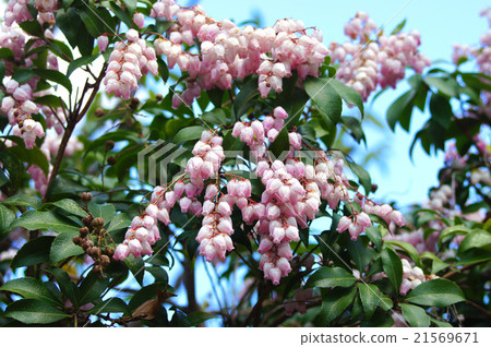 Azalea 21569671