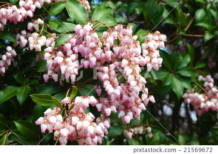 Azalea 21569672