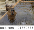 Capybara entering a hot spring 21569853