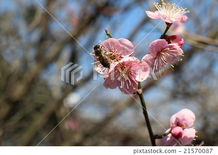 梅花季節 梅花季節 21570087