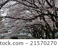 Walking through the Zenfukuji River in full bloom 21570270